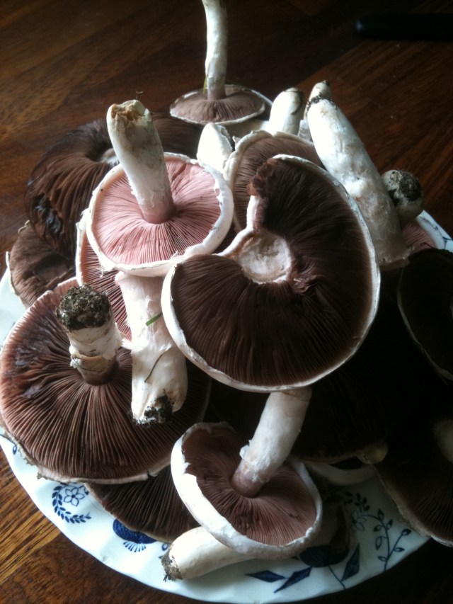 Wild Field Mushrooms