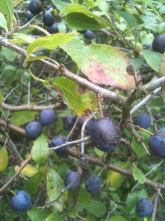 Sloe Berries - Blackthorn