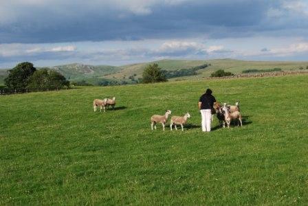 Kavey meets the sheep at Church End Farm