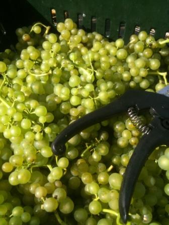 ryedale vineyard  Solaris Grapes