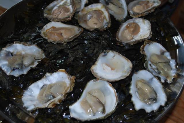 native and rock oysters