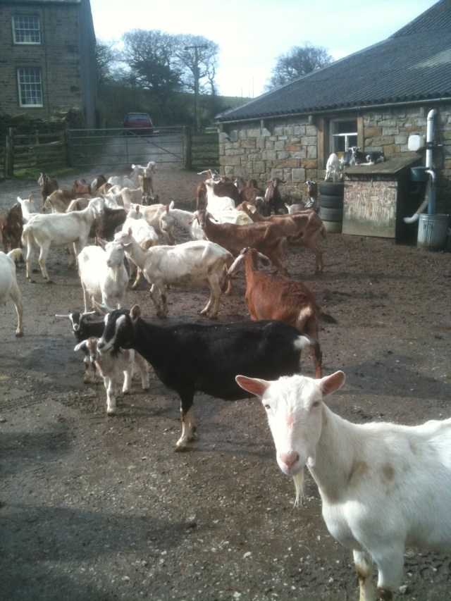 Yellison Farm Goats