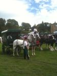 Broughton Game Fair Shire Horses