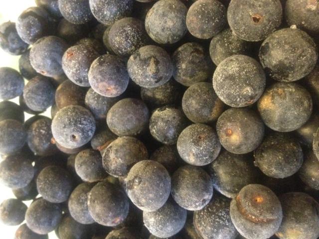 frozen sloes