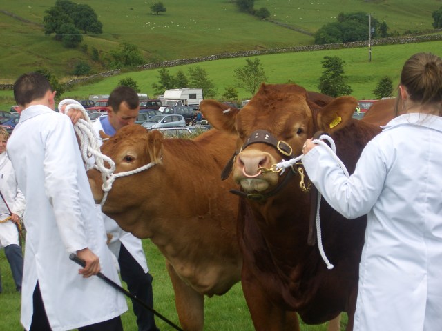 Malham Show Cattle