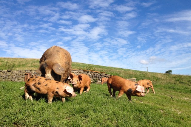 Malhamdale Oxford Sandy Black Pigs