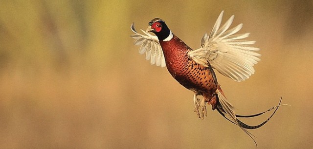 game chef of the year